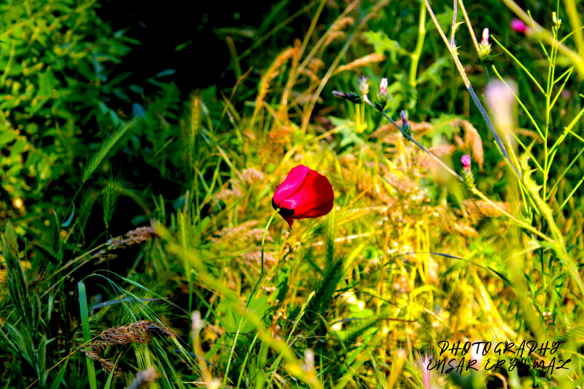 Şehir İnsanlar Tabiat